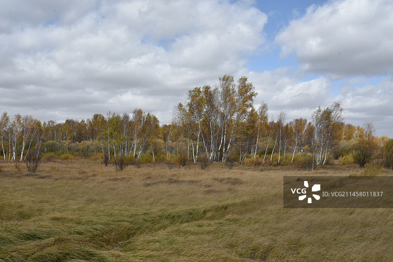 塞罕坝和御道口的秋天风景图片素材