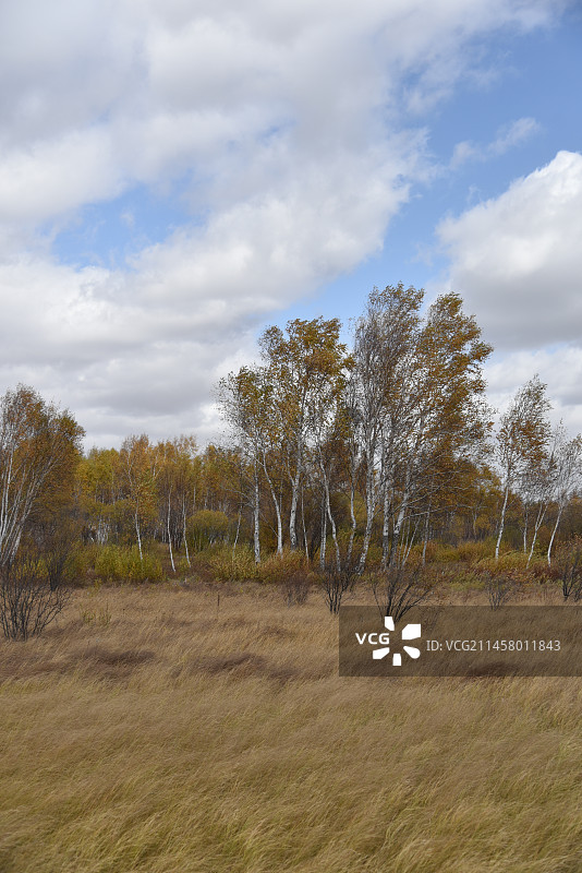 塞罕坝和御道口的秋天风景图片素材