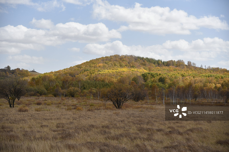 塞罕坝和御道口的秋天风景图片素材