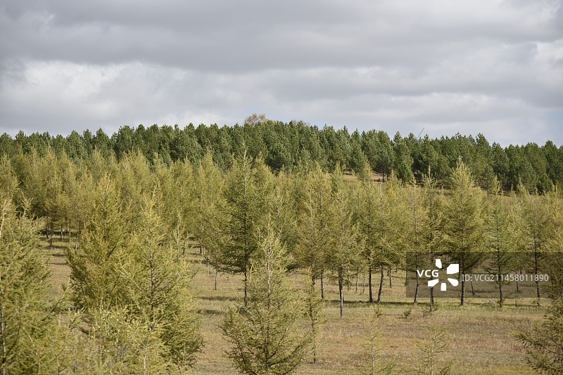 塞罕坝和御道口的秋天风景图片素材