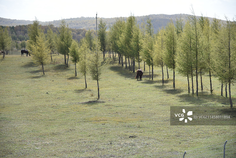 塞罕坝和御道口的秋天风景图片素材