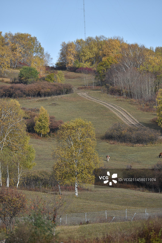 塞罕坝和御道口的秋天风景图片素材