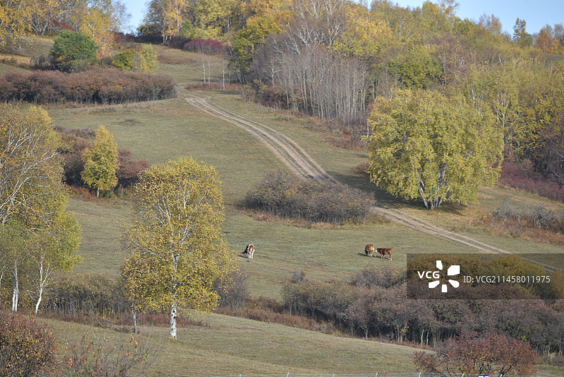 塞罕坝和御道口的秋天风景图片素材