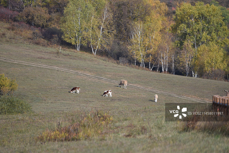 塞罕坝和御道口的秋天风景图片素材