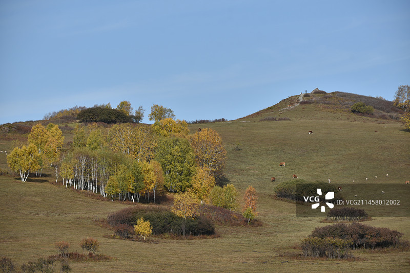 塞罕坝和御道口的秋天风景图片素材