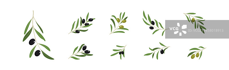 绿色和黑色橄榄枝图片素材