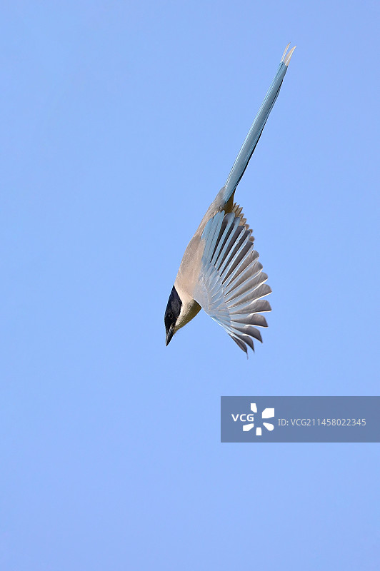 灰喜鹊 Azure-winged Magpie图片素材