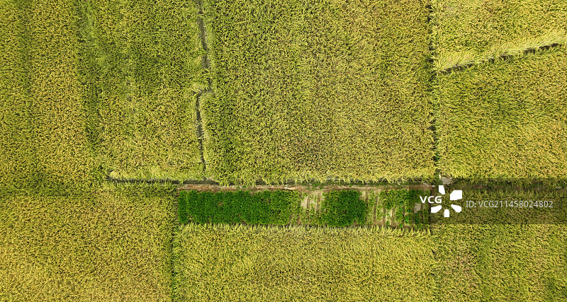 丰收季的美丽稻田图片素材