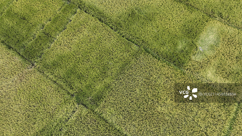 丰收季的美丽稻田图片素材