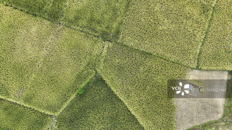 丰收季的美丽稻田图片素材