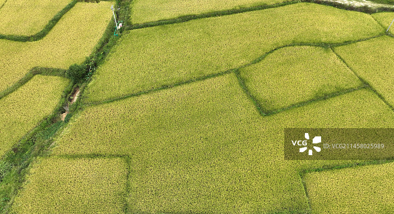 丰收季的美丽稻田图片素材