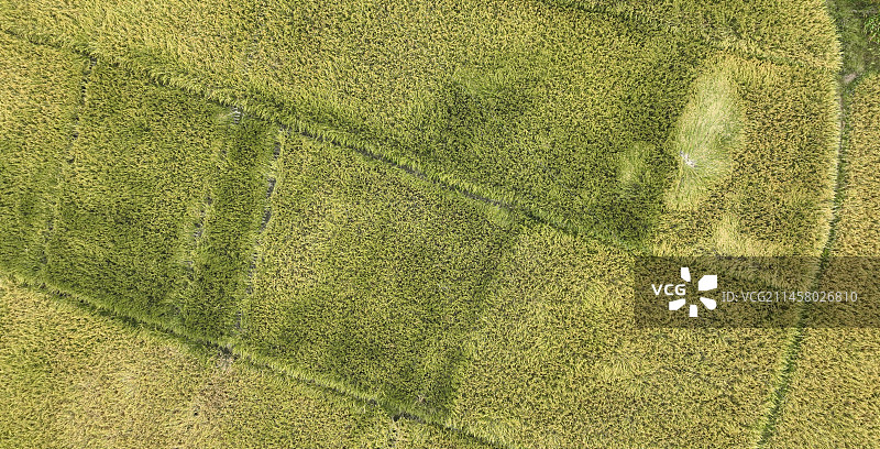 丰收季的美丽稻田图片素材