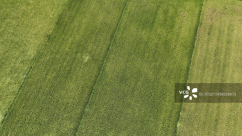 丰收季的美丽稻田图片素材