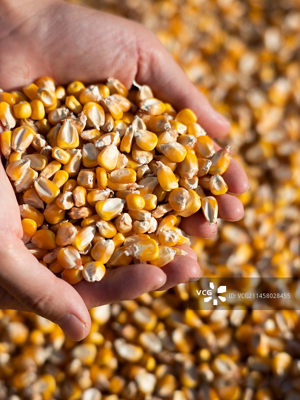 手捧玉米粒丰收图片素材