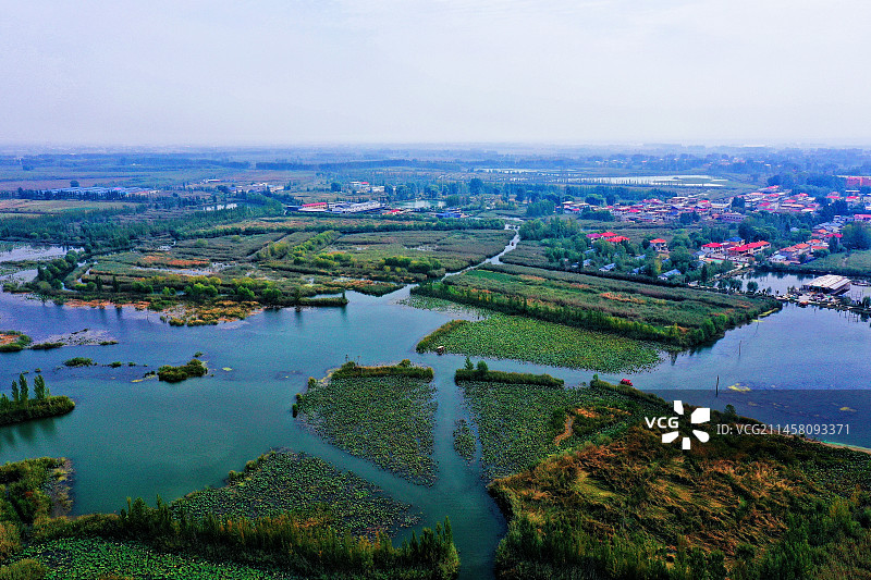 朝霞彩云金秋凉 碧水荷塘芦苇荡 鸟语欢歌雁鹭翔 乌篷千帆天边上 （华北明珠白洋淀）图片素材