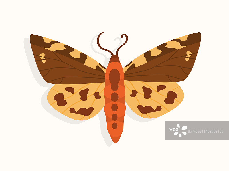 蝴蝶俯视概念图片素材