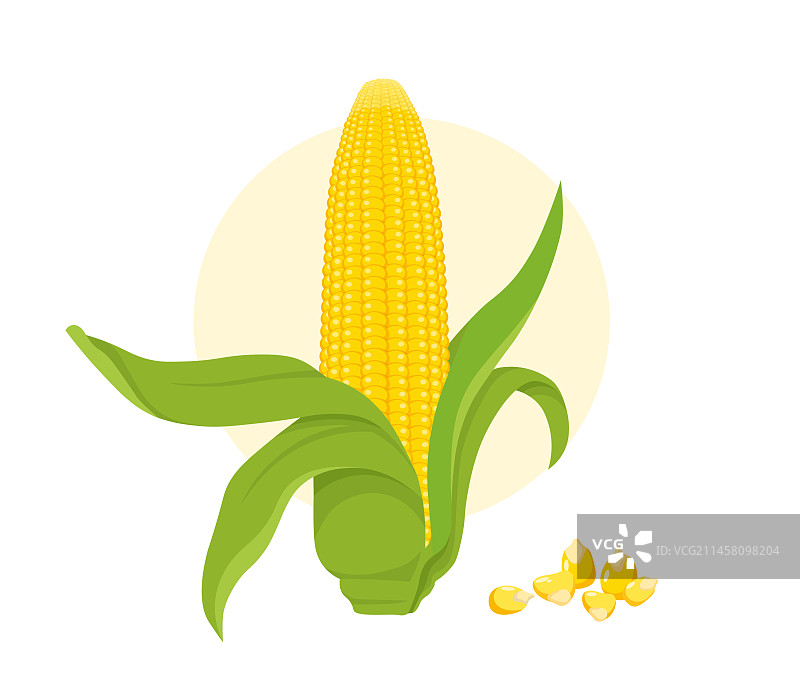 谷物玉米概念图片素材