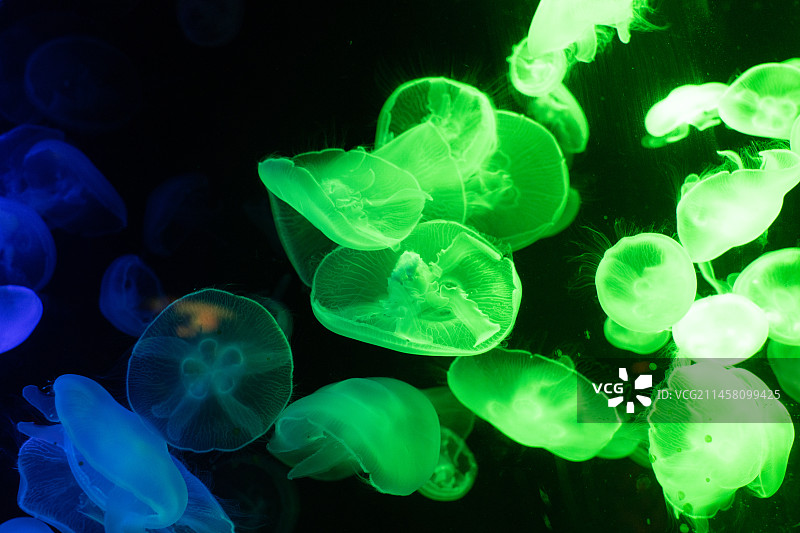 水中精灵图片素材