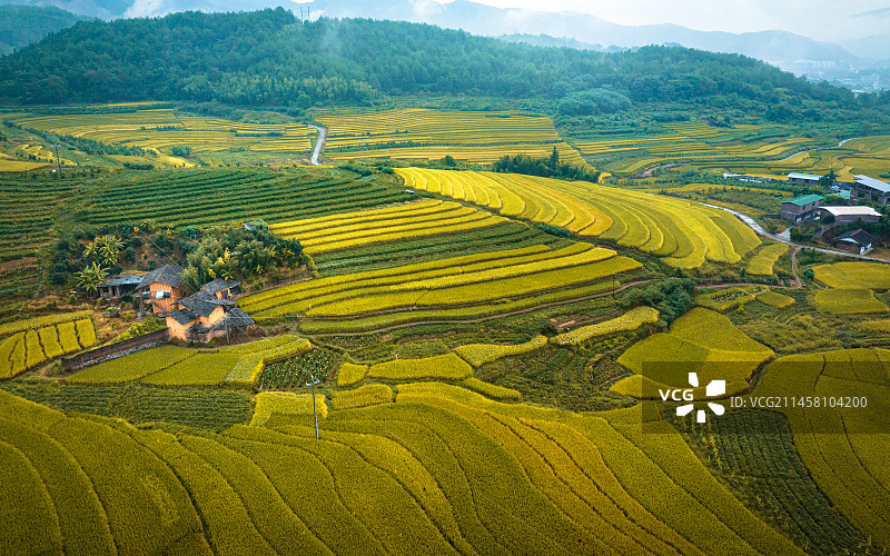 航拍秋天的稻田图片素材