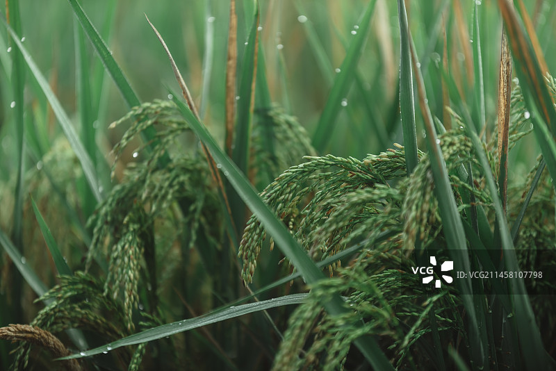 水稻图片素材