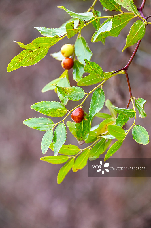 酸枣树上的果实图片素材
