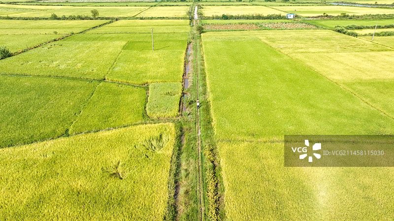 湖北武汉江夏区法泗镇的江汉平原稻田图片素材