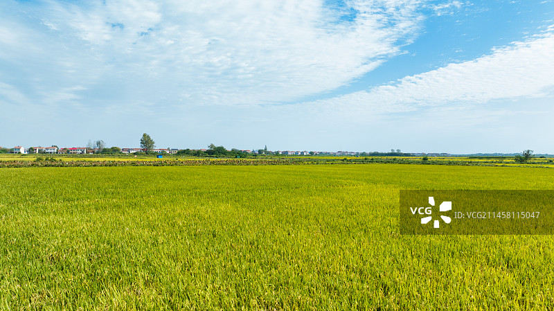 湖北武汉江夏区法泗镇的江汉平原稻田图片素材