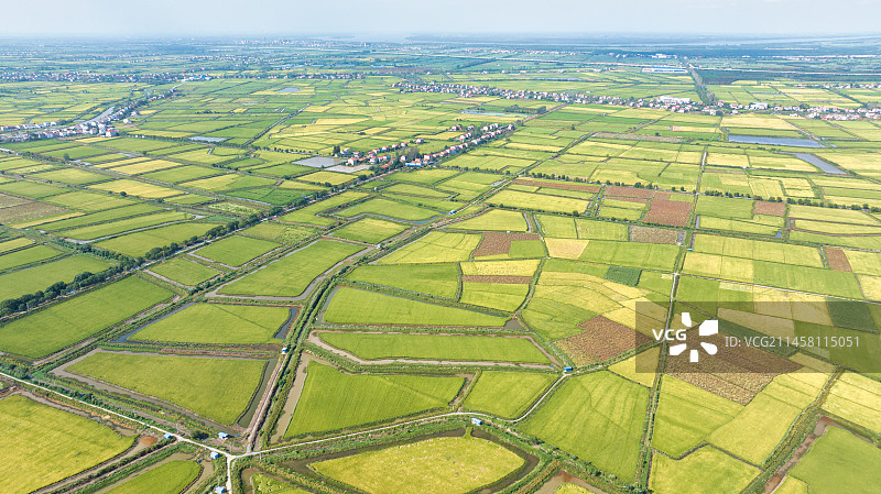 湖北武汉江夏区法泗镇的江汉平原稻田图片素材