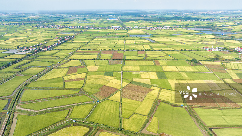 湖北武汉江夏区法泗镇的江汉平原稻田图片素材