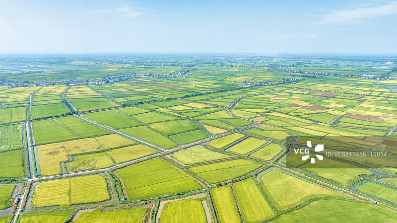 湖北武汉江夏区法泗镇的江汉平原稻田图片素材