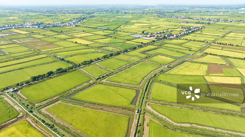 湖北武汉江夏区法泗镇的江汉平原稻田图片素材
