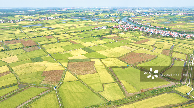 湖北武汉江夏区法泗镇的江汉平原稻田图片素材