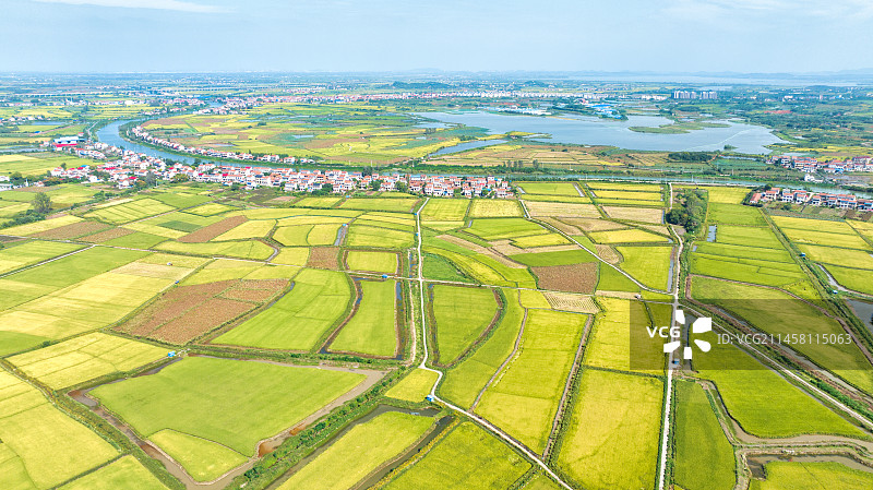 湖北武汉江夏区法泗镇的江汉平原稻田图片素材