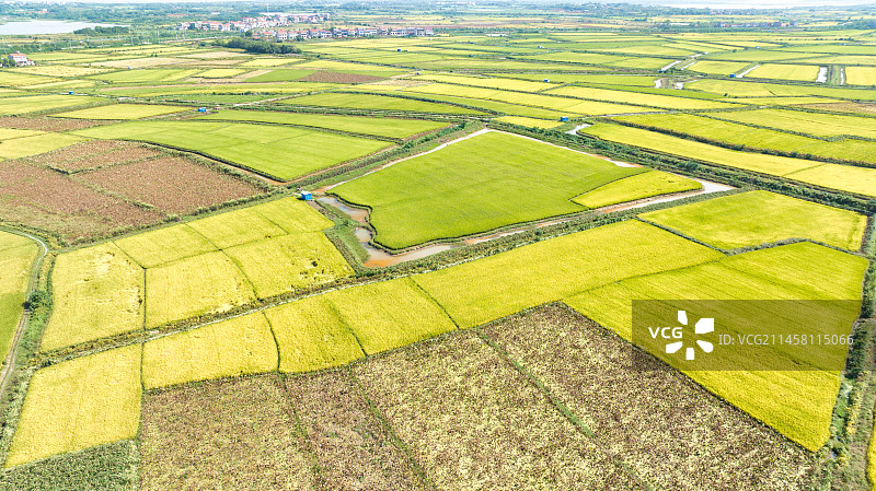 湖北武汉江夏区法泗镇的江汉平原稻田图片素材