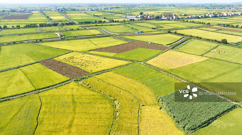 湖北武汉江夏区法泗镇的江汉平原稻田图片素材