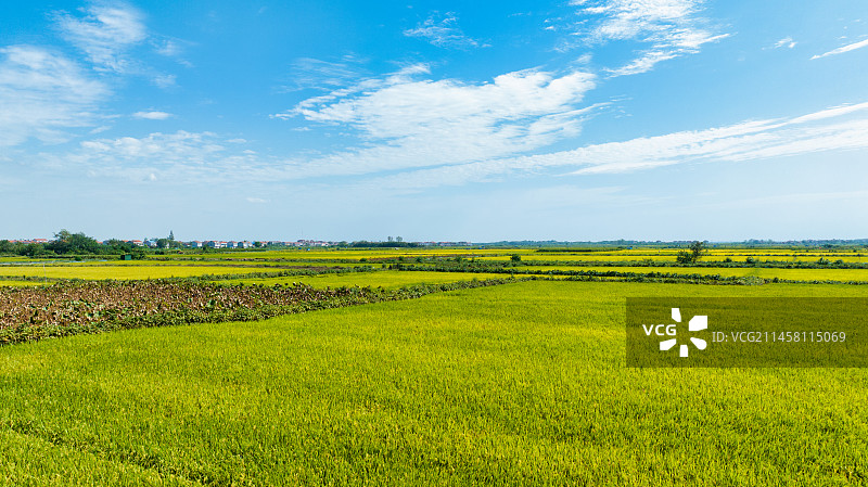 湖北武汉江夏区法泗镇的江汉平原稻田图片素材