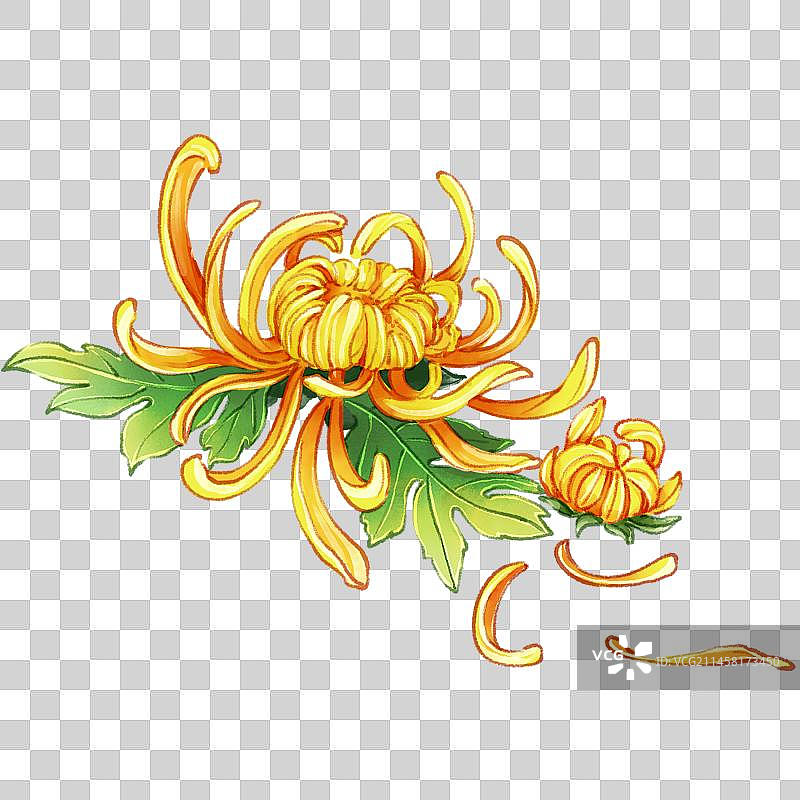 一朵菊花和一朵花苞图片素材