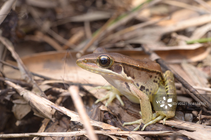 沼水蛙图片素材