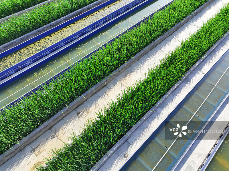 水稻育苗基地图片素材