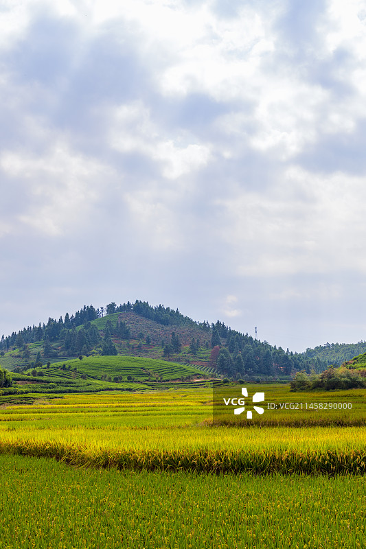 福建省武夷山市农村稻田风光图片素材