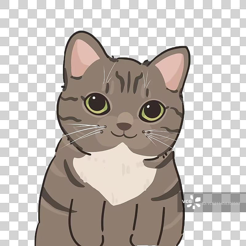 可爱的狸花猫图片素材