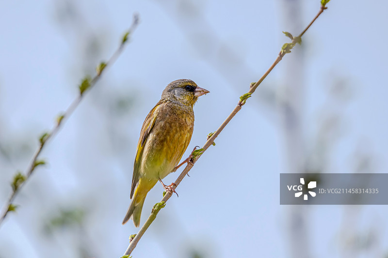 金翅雀图片素材