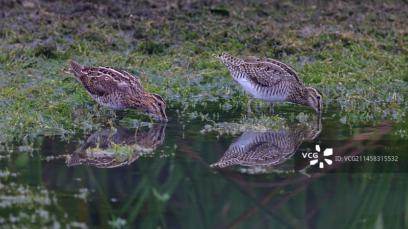 扇尾沙锥图片素材