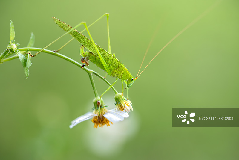 花上螽斯图片素材