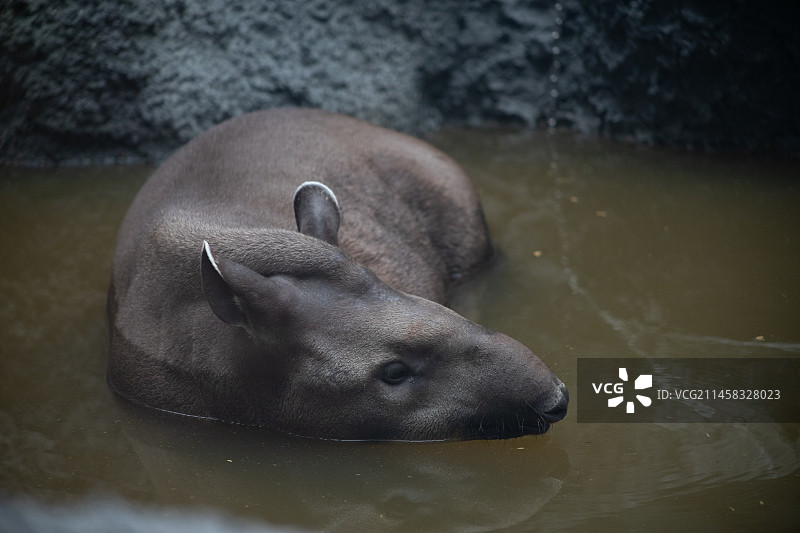 南美貘图片素材