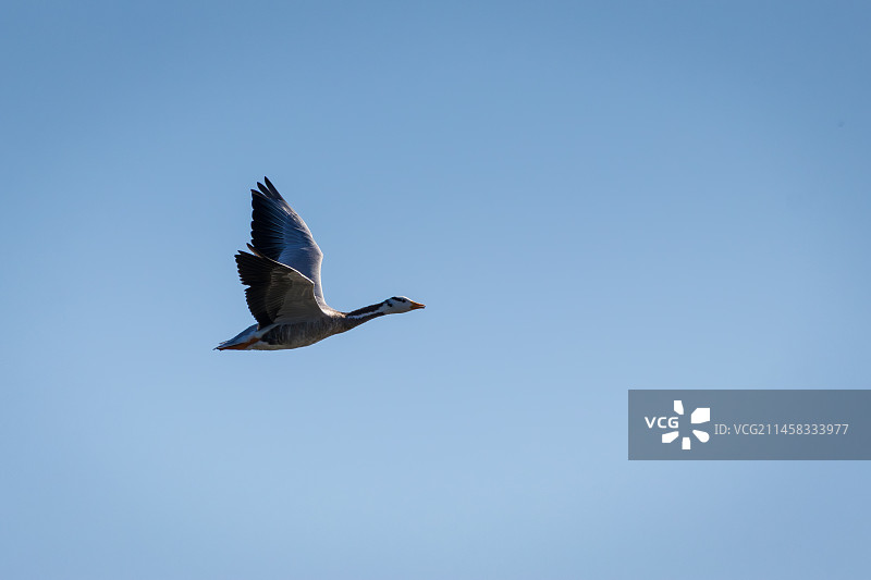 北京奥林匹克森林公园生态环境——飞翔的斑头雁图片素材