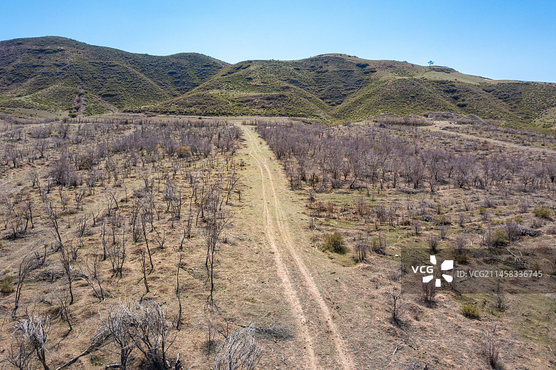 初春 干旱地带 车辙 自然风光 羊群图片素材