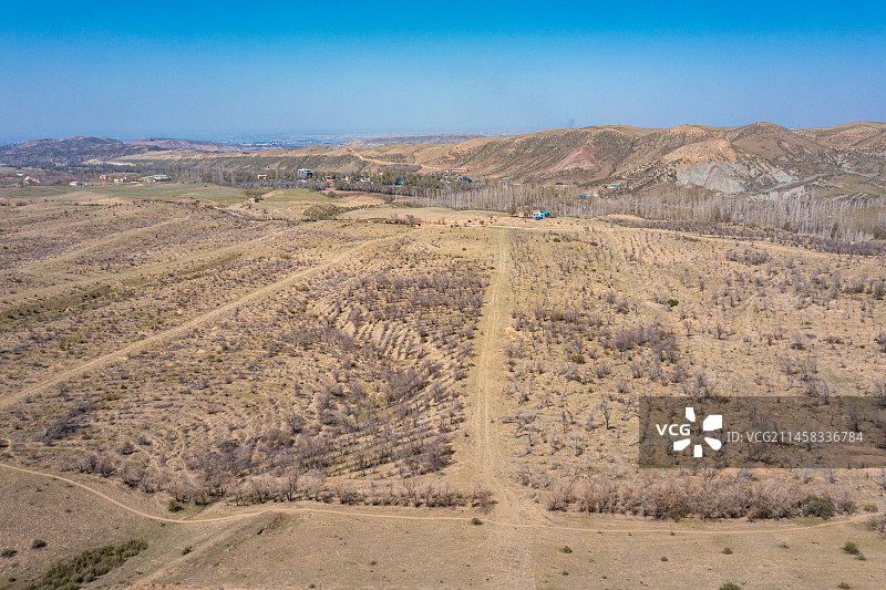 初春 干旱地带 车辙 自然风光 羊群图片素材