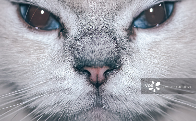 猫特写 蓝眼猫 宠物猫 猫胡须图片素材
