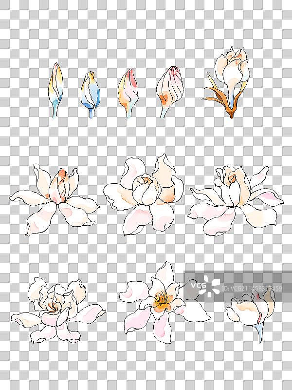 钢笔淡彩风格水彩画四季花卉设计元素图片素材